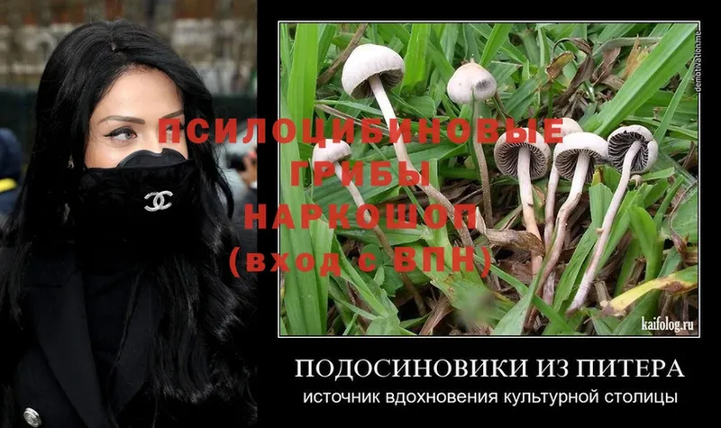 hydra как войти  купить закладку  Балашов  Галлюциногенные грибы MAGIC MUSHROOMS 